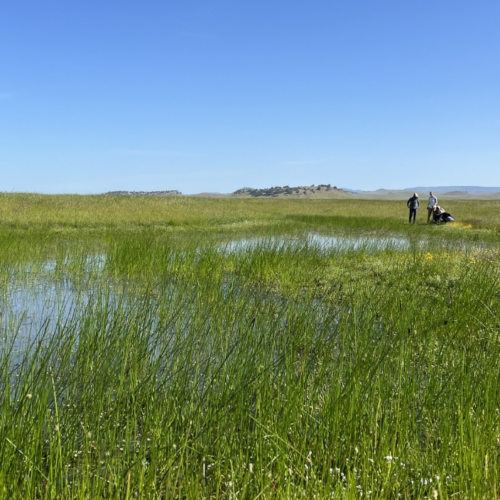 Vernal pool bloom at SFC’s Waltz-Turner Ranch Conservation Easement